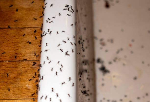 Best Pest Prevention Services  in Boone, NC