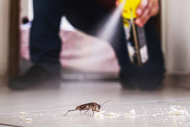 Best Best Pest Control Companies  in Boone, NC